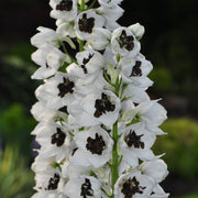 Delphinium 'Magic Fountain White Dark Bee' 9cm/1.5L -