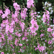 Sidalcea 'Little Princess' 2L -