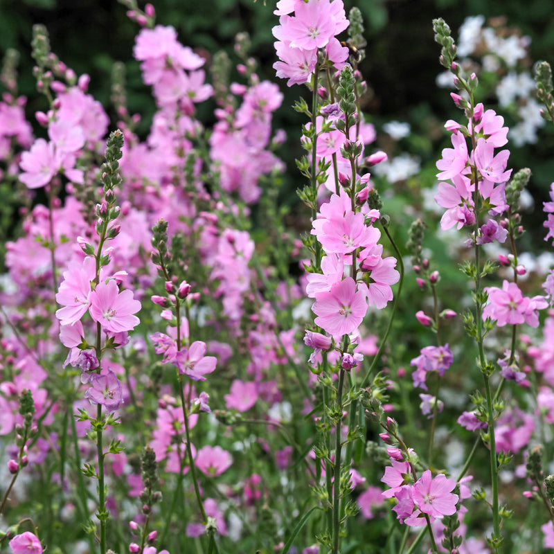 Sidalcea 'Little Princess' 2L -