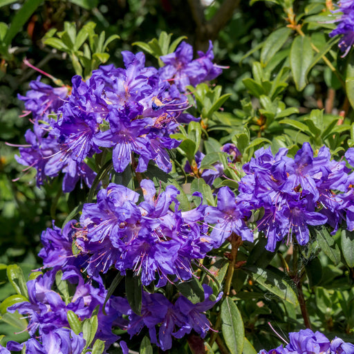Dwarf Rhododendron 'Impeditum' 1L -
