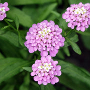 Iberis 'Pink Ice' 9cm / 2L -
