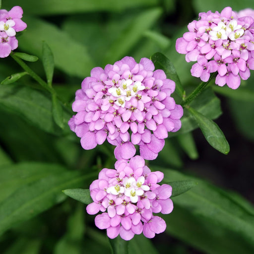 Iberis 'Pink Ice' 9cm / 2L -