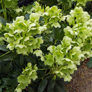 Hellebore argutifolius 9cm -