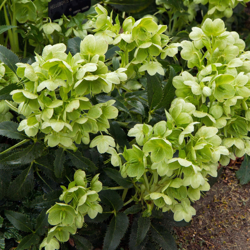 Hellebore argutifolius 9cm -