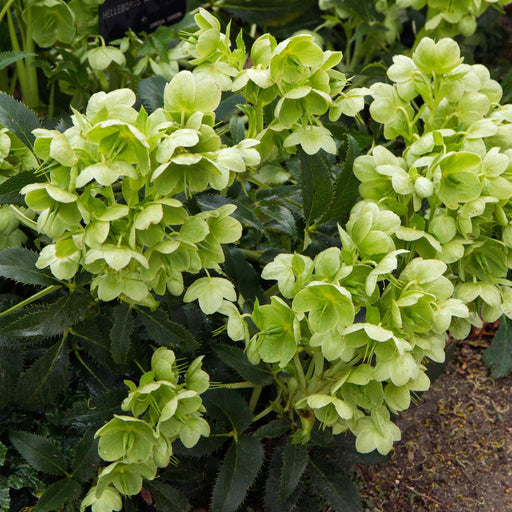 Hellebore argutifolius 9cm -
