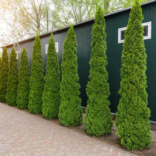 Thuja occidentalis 'Smaragd' 2L - Home & Garden