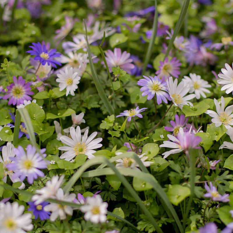 Anemone Blanda Mixed (15 Bulbs) -