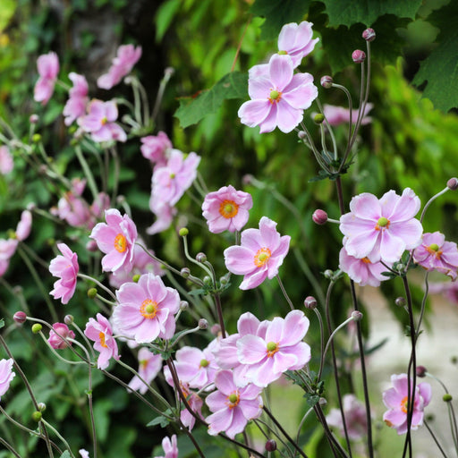 Anemone hupehensis 'Rose Shades' 9cm - Japenese Anemone -