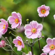 Anemone hupehensis 'Rose Shades' 9cm - Japenese Anemone -