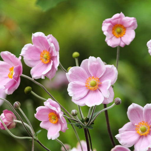 Anemone hupehensis 'Rose Shades' 9cm - Japenese Anemone -