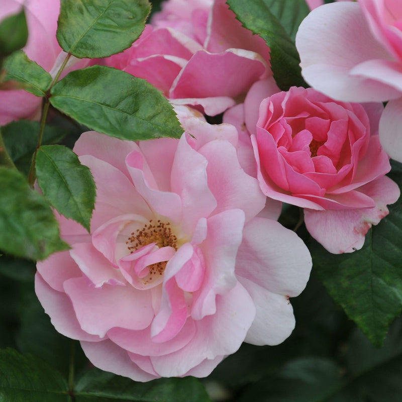 Rose Fragrant Delight | Floribunda Rose | 4L Potted Rose (PRE ORDER DECEMBER '25) -