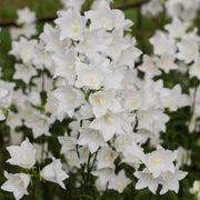 4 x White Flowering Perennials – 9cm Pots -