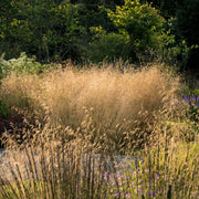 Deschampsia 'Goldtau' 2L - Home & Garden > Plants > Indoor & Outdoor Plants > Landscaping & Garden Plants > Landscaping Plants