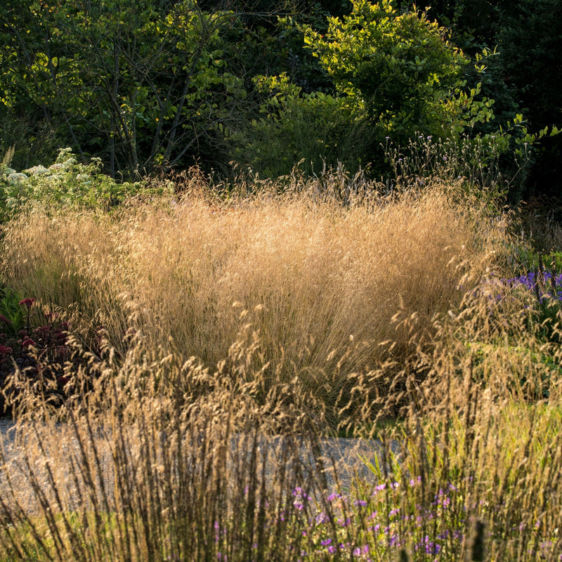 Deschampsia 'Goldtau' 2L - Home & Garden > Plants > Indoor & Outdoor Plants > Landscaping & Garden Plants > Landscaping Plants