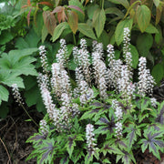 Tiarella 'Sugar and Spice' 2L -