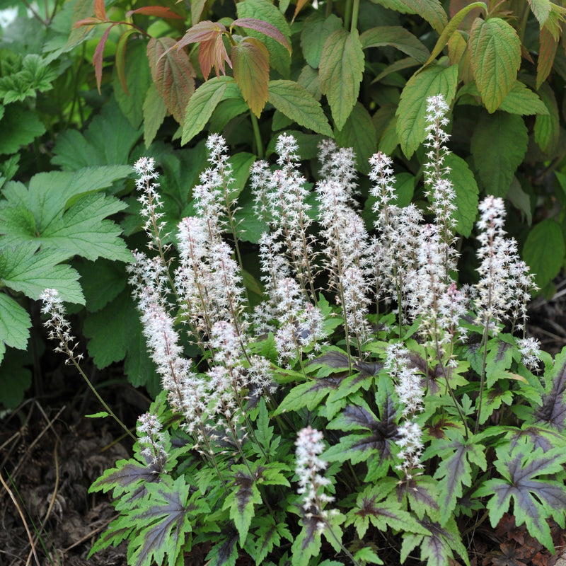 Tiarella 'Sugar and Spice' 2L -