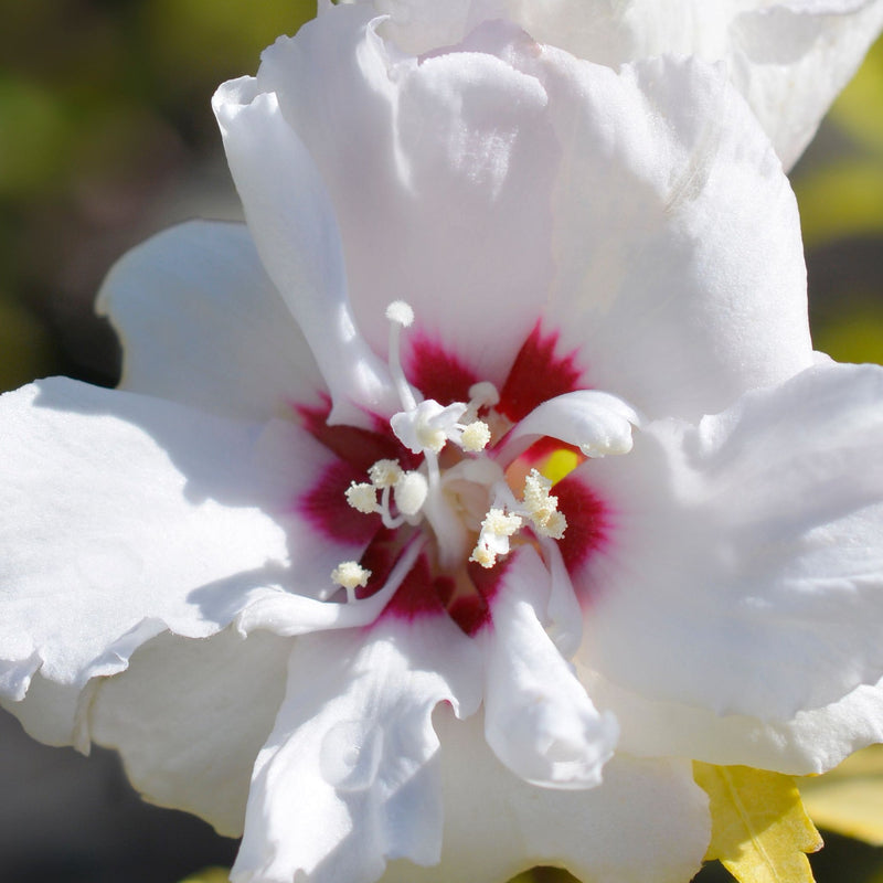 Hibiscus syriacus 'Speciosus' 1.5L -