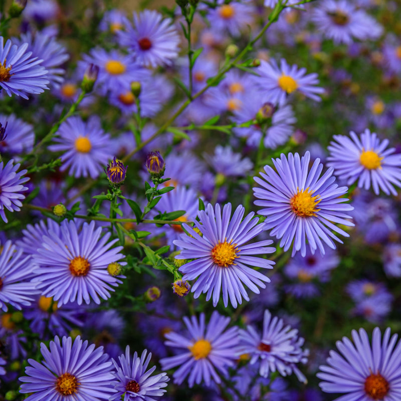 Aster ageratoides 'Stardust' 9cm -