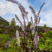 Actaea simplex Pink Spike' 2L -