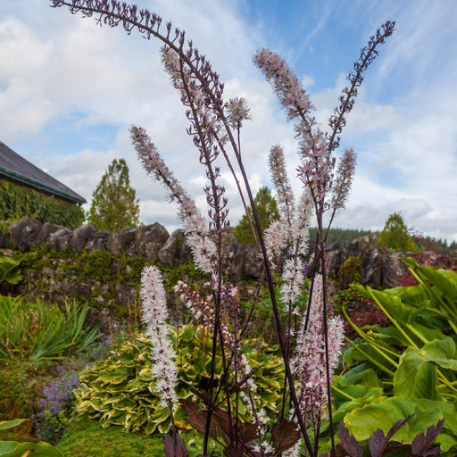 Actaea simplex Pink Spike' 2L -