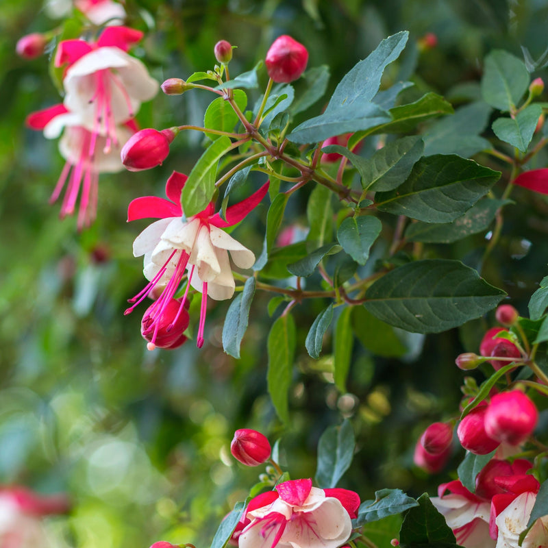 Hardy Fuchsia 'Alice Hoffman' 9cm / 2L -