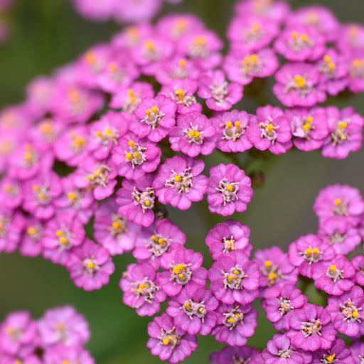 Achillea 'Summer Pastels' 9cm -