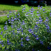 Caryopteris 'Heavenly Blue' 2L - Home & Garden