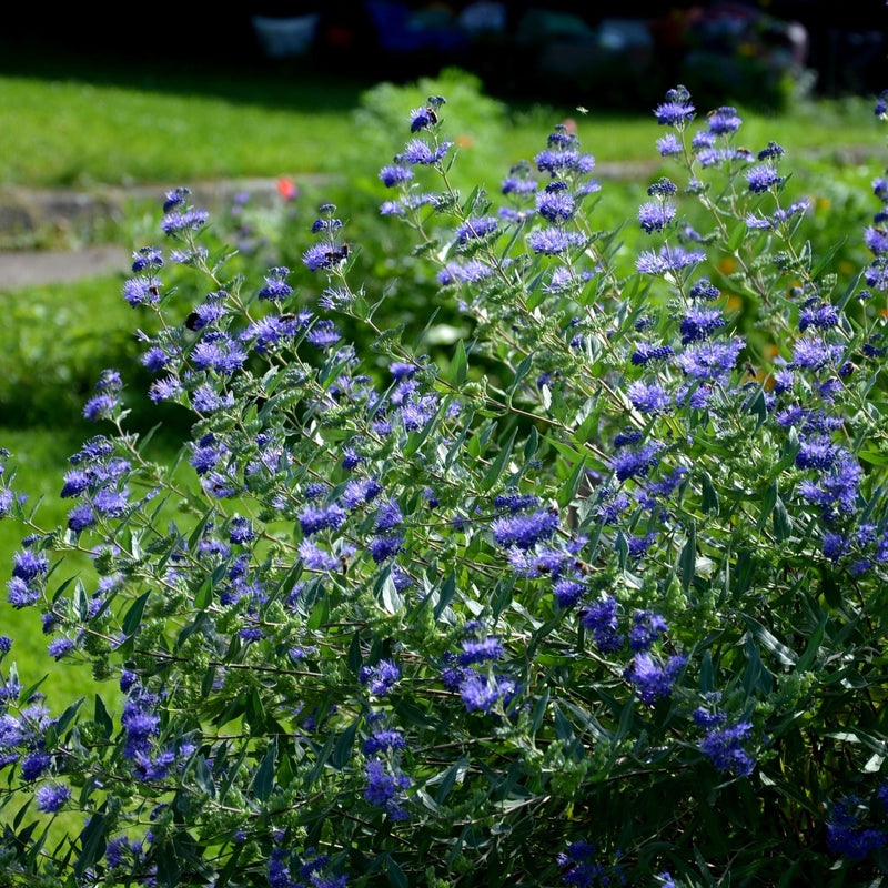Caryopteris 'Heavenly Blue' 2L - Home & Garden