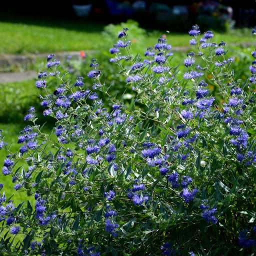 Caryopteris 'Heavenly Blue' 2L - Home & Garden