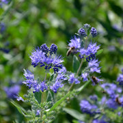 Caryopteris 'Heavenly Blue' 2L - Home & Garden