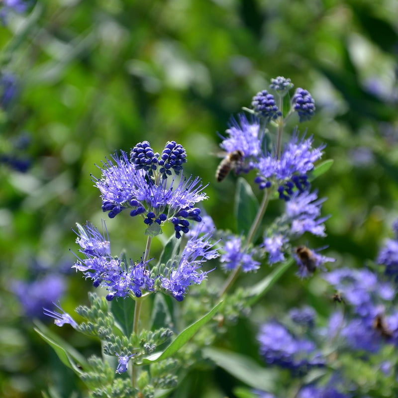 Caryopteris 'Heavenly Blue' 2L - Home & Garden