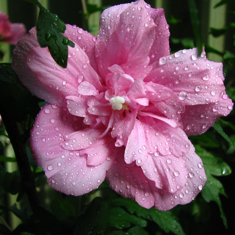 Hibiscus syriacus 'Ardens' 1.5L -