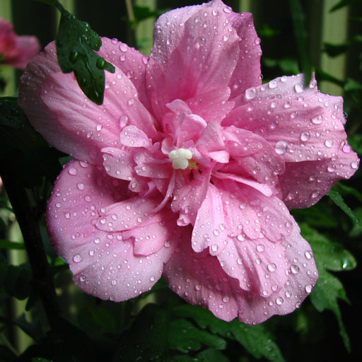 Hibiscus syriacus 'Ardens' 1.5L -