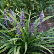 Liriope muscari 'MoneyMaker' 1L -