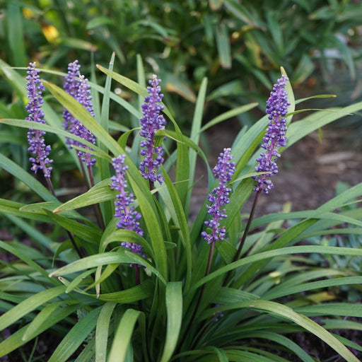 Liriope muscari 'MoneyMaker' 1L -