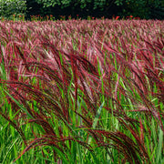 Miscanthus sinensis Boucle 9cm - Home & Garden > Plants > Indoor & Outdoor Plants