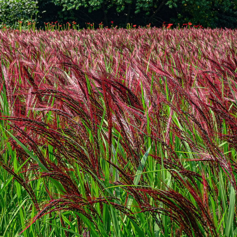 Miscanthus sinensis Boucle 9cm - Home & Garden > Plants > Indoor & Outdoor Plants