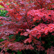 Acer palmatum 'Bloodgood' 35L 150cm -