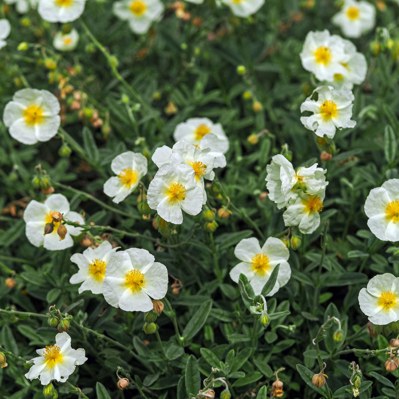 Helianthemum 'The Bride' 9cm -