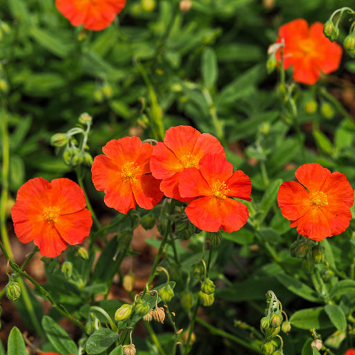 Helianthemum 'Shot Silk' 9cm -