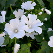 Lavatera 'Marshmallow Ice White' 9cm (PRE ORDER WEEK 30 2025) -