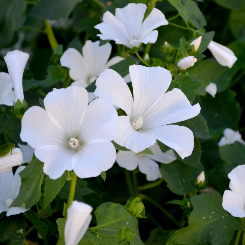 Lavatera 'Marshmallow Ice White' 9cm (PRE ORDER WEEK 30 2025) -