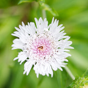Stokesia 'Divinity' 2L -