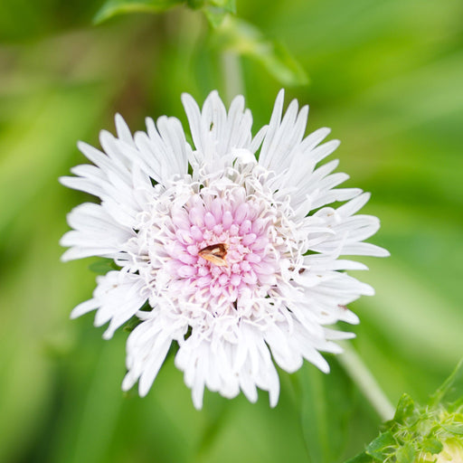 Stokesia 'Divinity' 2L -