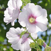 Lavatera hybrid. 'Frederique' 2L -