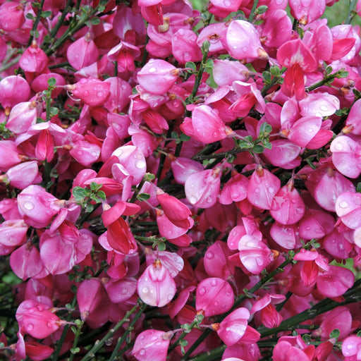Cytisus praecox 'Zeelandia' 1.5L -
