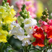 Antirrhinum 9-10cm (Our Choice) -