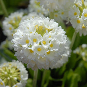 Primula denticulata Alba (Drumstick Primrose) 9cm/14cm -
