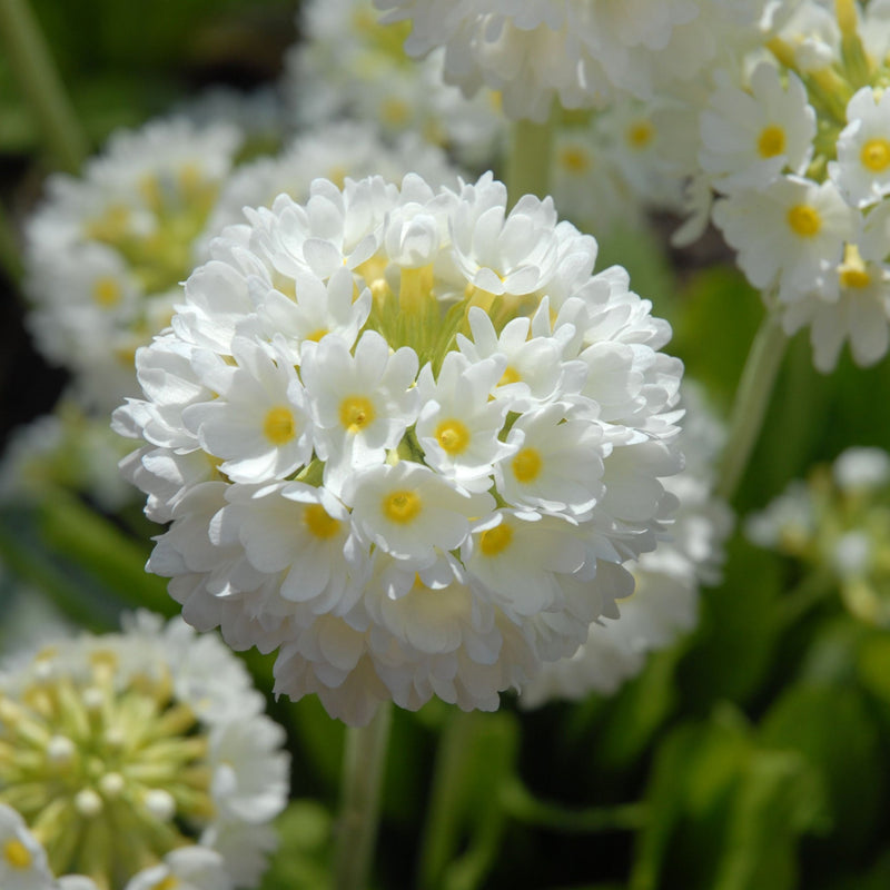 Primula denticulata Alba (Drumstick Primrose) 9cm/14cm -