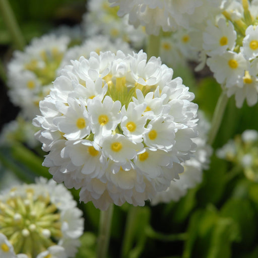 Primula denticulata Alba (Drumstick Primrose) 9cm/14cm -